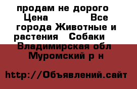 продам не дорого › Цена ­ 10 000 - Все города Животные и растения » Собаки   . Владимирская обл.,Муромский р-н